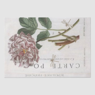 Papier Mousseline Fleur de pivoine rose Botanique Français Dragonfly