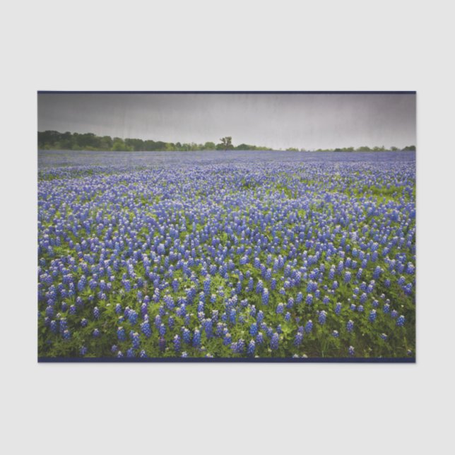 Papier Mousseline Fleur d'état bleue du Texas de champ de Bluebonnet (Recto)