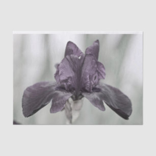 Papier Mousseline Fleur Iris violet foncé pour décopodge