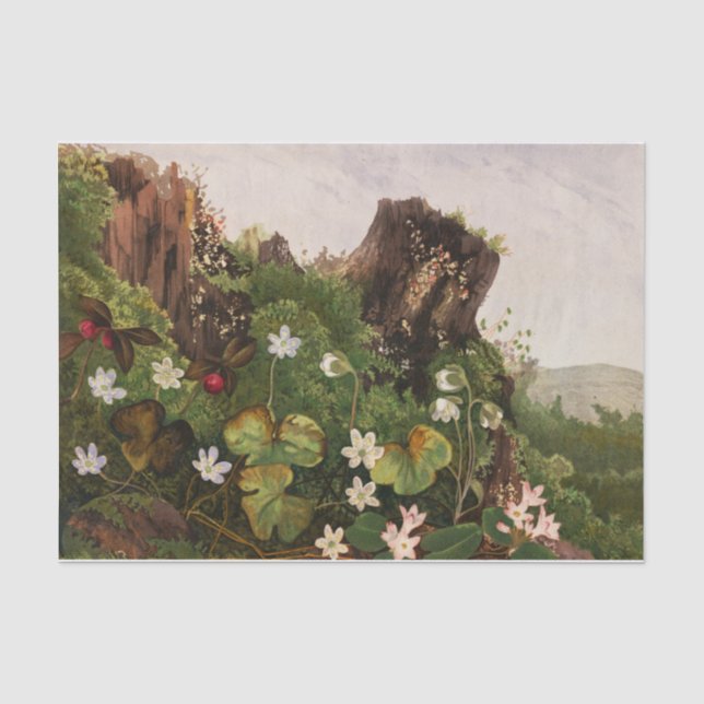 Papier Mousseline Fleur sauvage no 2 par Ellen Robbins (Recto)