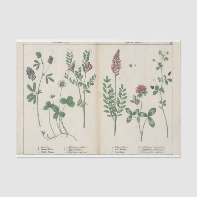 Papier Mousseline Fleur sauvage rose et vert (Recto)
