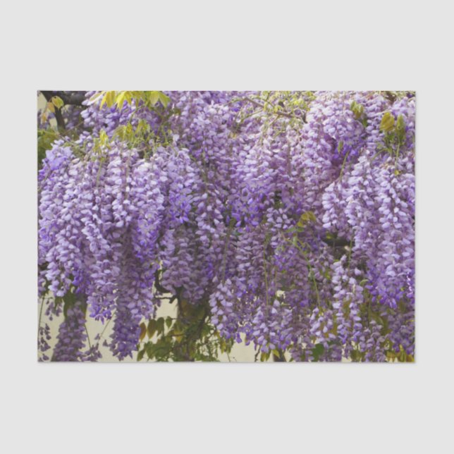 Papier Mousseline Fleurs de bisteria violet (Recto)