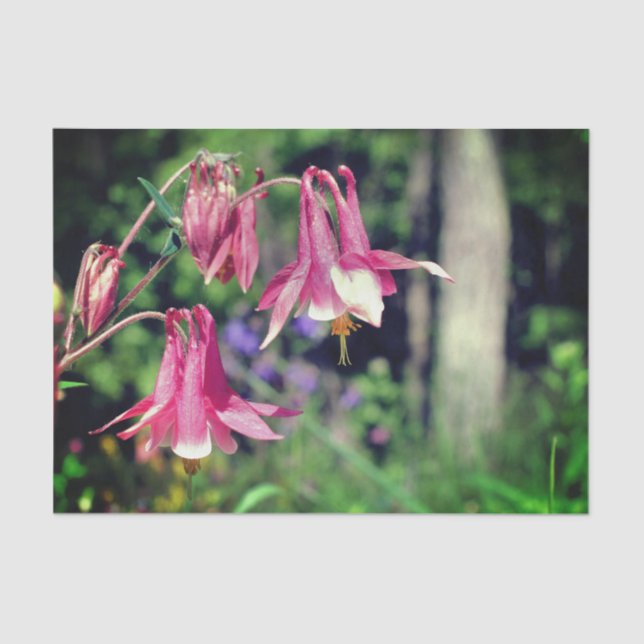 Papier Mousseline Fleurs de colonnes roses Gros plan Découpage (Recto)