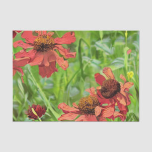 PAPIER MOUSSELINE FLEURS DE RUDBECKIA ROUGES