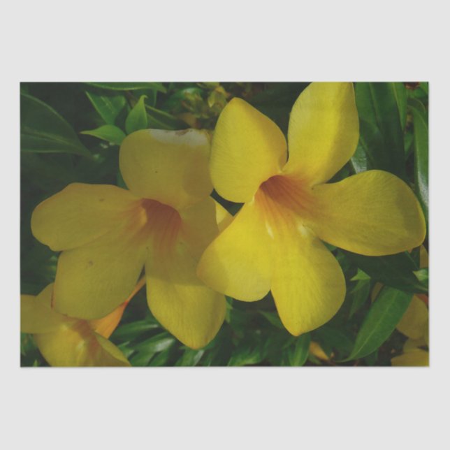 Papier Mousseline Fleurs de trompette d'or II Tropical (Recto)