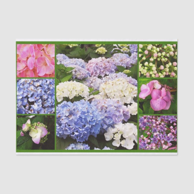 Papier Mousseline Fleurs d'Hydrangea PAPIER DE CUIVRE Collage-TISSUE (Recto)
