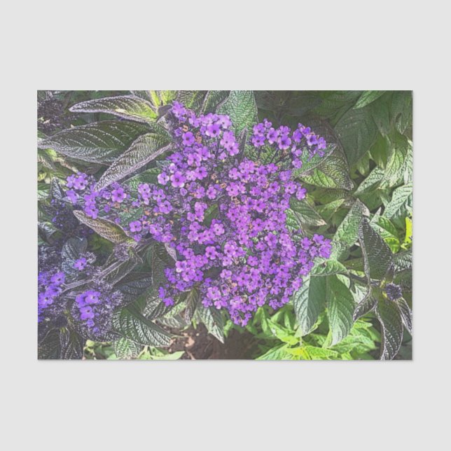 Papier Mousseline Fleurs lilas violettes sauvages printemps sauge ve (Recto)