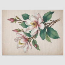 Fleurs Magnolia