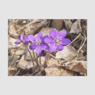 Papier Mousseline Fleurs pourpres Hepatica
