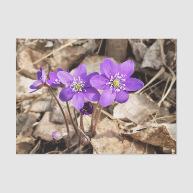 Papier Mousseline Fleurs pourpres Hepatica (Recto)