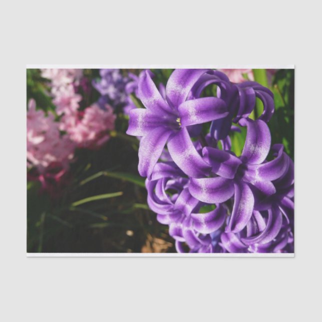 Papier Mousseline Flore de printemps Blue Hyacinth II (Recto)