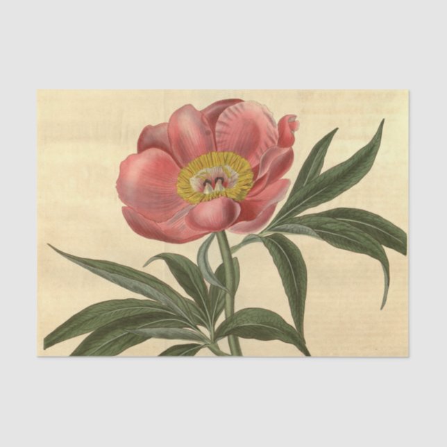 Papier Mousseline Flore Ephémère Découpage Fleur rose (Recto)