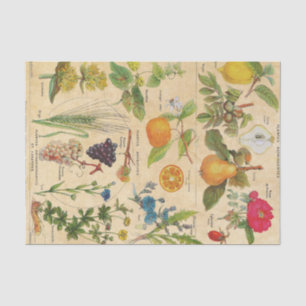Papier Mousseline Flore vintage et fruits