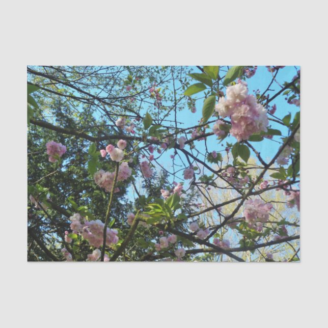 Papier Mousseline Flower Cherry Tree Blossom Nature, papier de tissu (Recto)