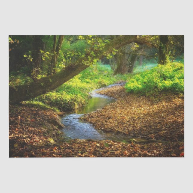 Papier Mousseline Forest Creek Belle nature Paysage Photo (Recto)