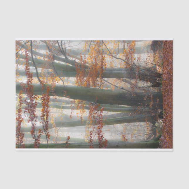 Papier Mousseline Forêt brumeuse mystique en automne (Recto)