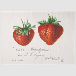 Papier Mousseline Fraise vintage