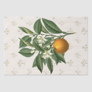 Papier Mousseline Fruit vintage Botanique Orange Fleur Fleur Beige