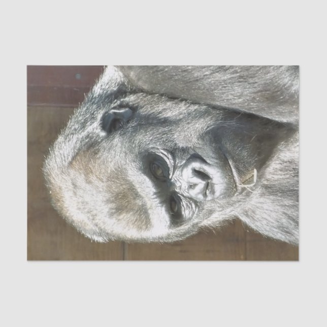 PAPIER MOUSSELINE FUNNY GORILLA (Recto)