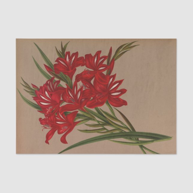 Papier Mousseline Gladiolus Cardinalis par Arentina Hendrica Arendse (Recto)