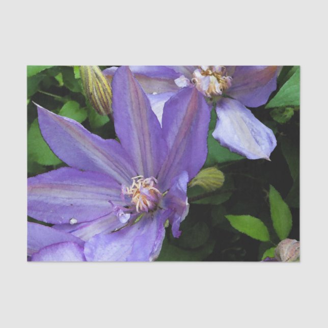 Papier Mousseline Gloire de matin pourpre Decoupage (Recto)