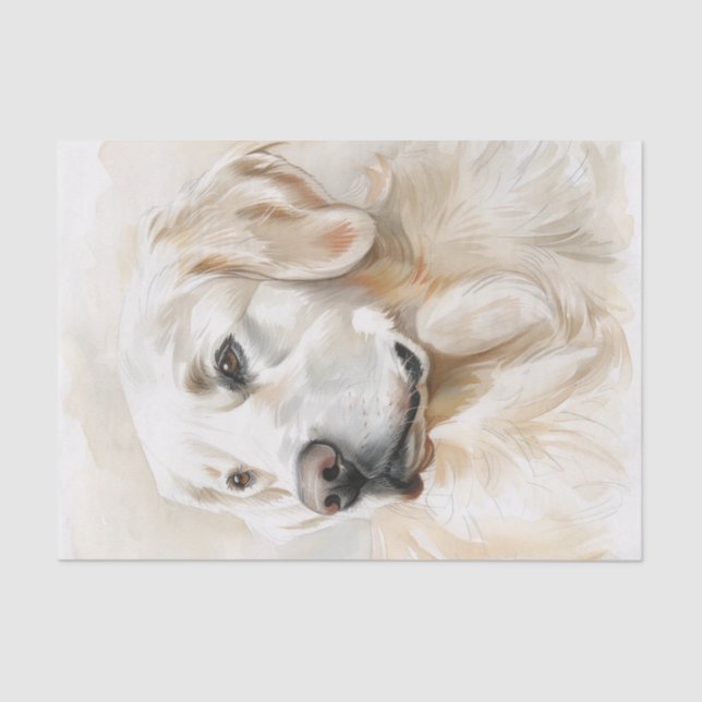 Papier Mousseline Golden Retriever anglais7 (Recto)