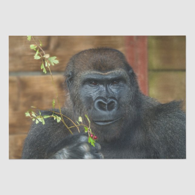 Papier Mousseline Gorilla Et Ses Berries (Recto)