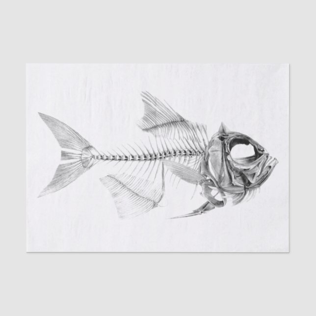 Papier Mousseline Gravure à l'eau-forte squelettique de poissons (Recto)