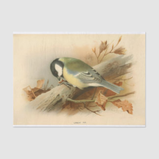 Papier Mousseline Great Tit par Lord Lilford, Illustration