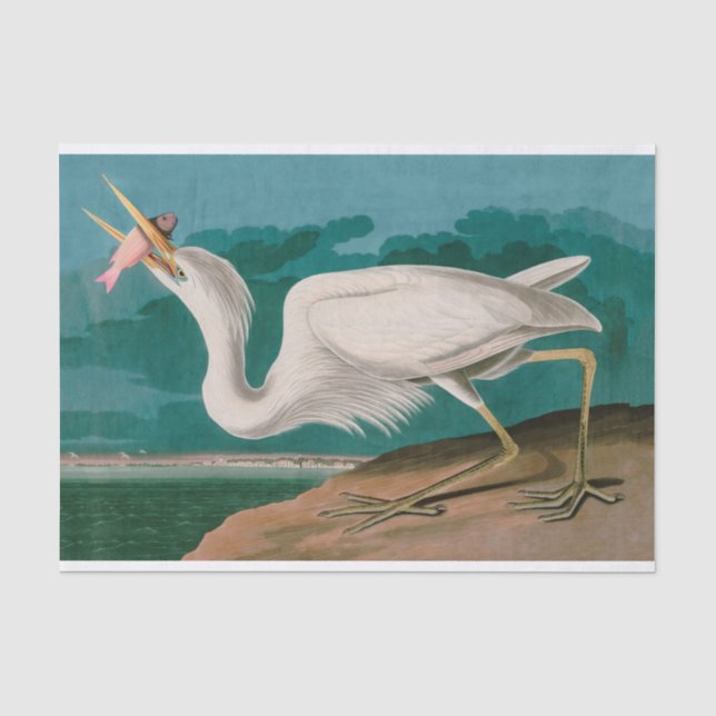 Papier Mousseline Great White Heron Birds of America Audubon Imprime (Recto)