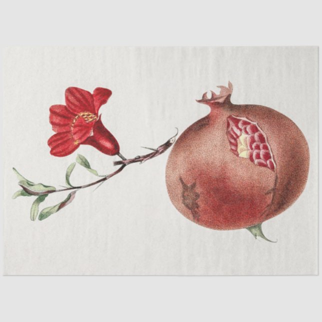 Papier Mousseline grenade vintage (Recto)