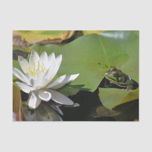 Papier Mousseline Grenouille Admirant L'Eau Lily Découpage (Recto)