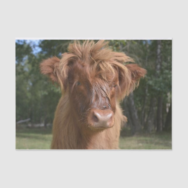 Papier Mousseline Gros plan sur la vache, Partie 2 : L'Édition Flamm (Recto)