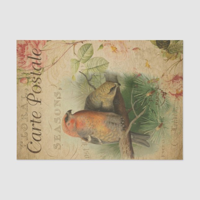 Papier Mousseline Grosbeaks Postale À La Carte Française (Recto)