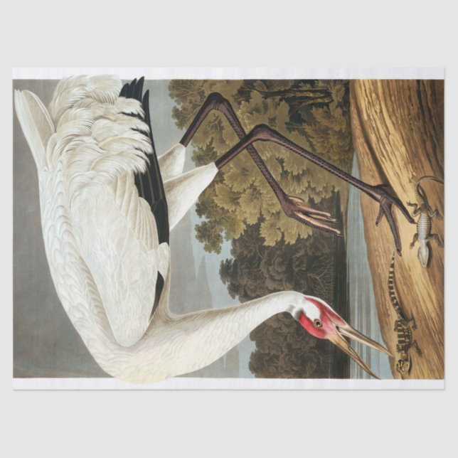 Papier Mousseline Grue blanche par John James Audubon (Recto)