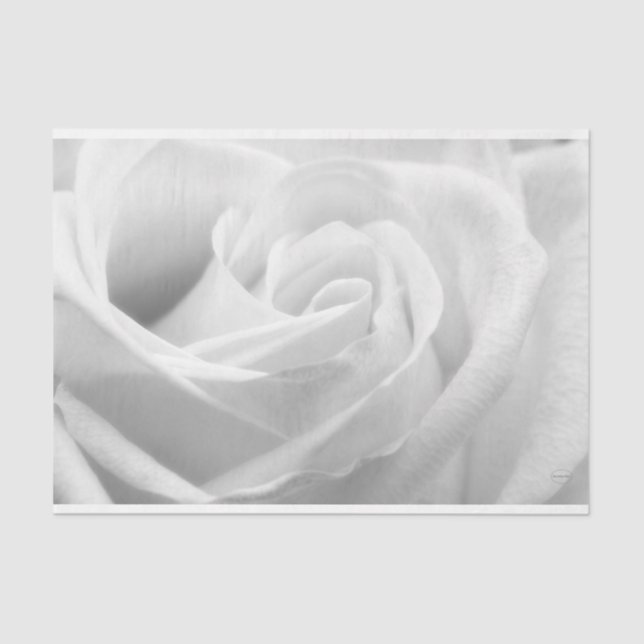 Papier Mousseline HAMbyWG - Noir et blanc, Rose blanche (Recto)