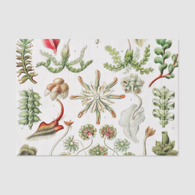 Papier Mousseline Hepaticé Lebermoose par Ernst Haeckel (Recto)
