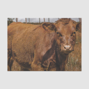 Papier Mousseline Hereford Cow Baby at Field Landscape
