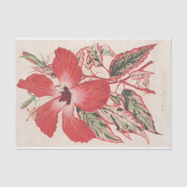 Papier Mousseline Hibiscus (et mieux Ibiscus) Cooperi de Lemaire (Recto)