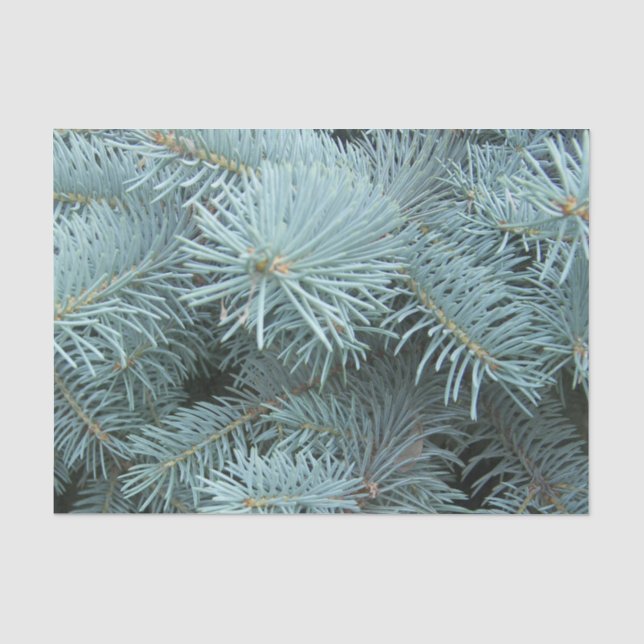 Papier Mousseline hiver gris d'épinette bleue (Recto)