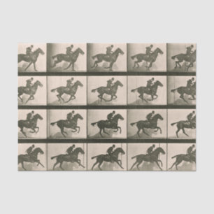 Papier Mousseline Horse Motion Photographie Vintage