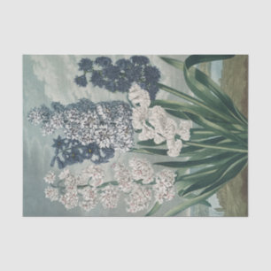 Papier Mousseline Hyacinthes (1807) - Exquise Botanique Vintage