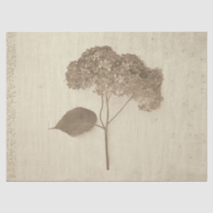 Papier Mousseline Hydrangea Vintage Sepia antique Rustique Floral