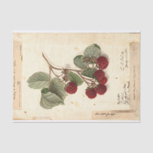 Papier Mousseline Illustration de framboise de l'USDA 1908