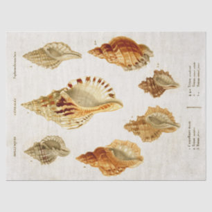 Papier Mousseline Illustration vintage Mollusk Illustration Découpag