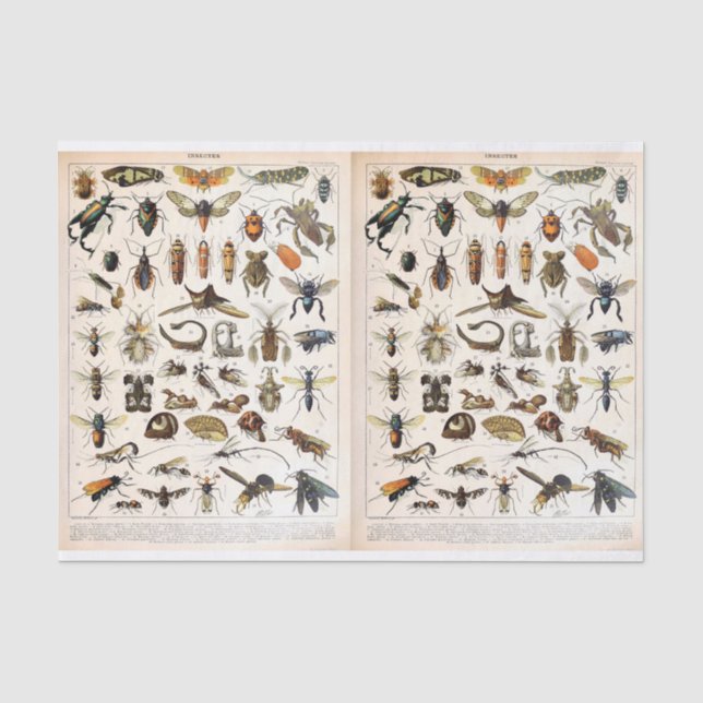 Papier Mousseline Illustrations Millot - Insectes, Découpage (Recto)