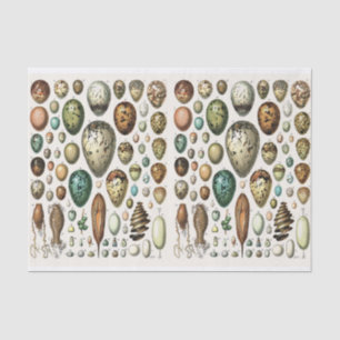 Papier Mousseline Illustrations Millot, Oeufs, Découpage