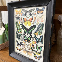 Illustrations Millot, Papillons, Découpage