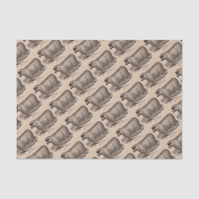 Papier Mousseline Imprimé au 19e siècle année Cotswold brebis (Recto)