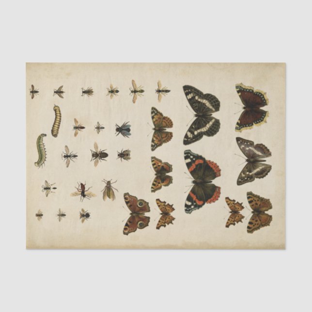 Papier Mousseline Insectes de jardin par Vision Studio (Recto)